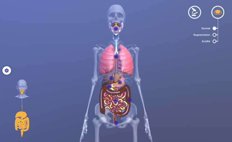 digestion