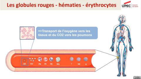 Kit Licences Sciences pour la Santé - Bases physiologiques d'hématologie (UPEC)