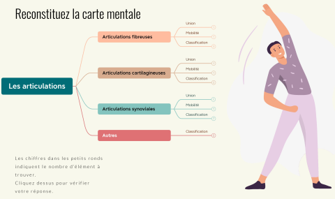 Kit Mineures Santé - Anatomie : L'appareil locomoteur (UBO)