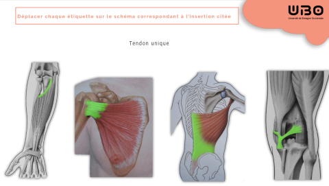 Kit Mineures Santé - Anatomie : les muscles striés (UBO)