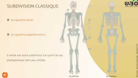 Kit Mineures Santé - Anatomie : le squelette (UBO)